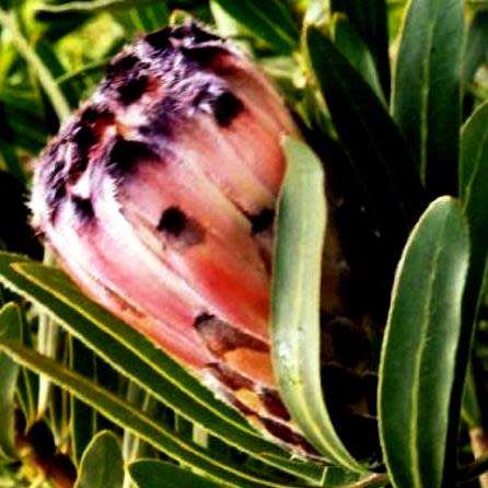 5 Protea lepidocarpodendron Seeds - Indigenous Endemic Cut Flower Fynbos Shrub