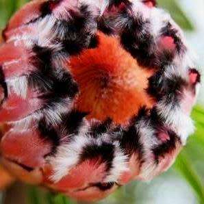 5 Protea lepidocarpodendron Seeds - Indigenous Endemic Cut Flower Fynbos Shrub