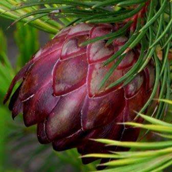3 Protea nana Seeds - South African Indigenous Shrub - Combined Global Shipping