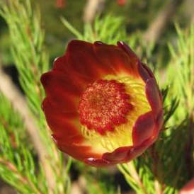 3 Protea nana Seeds - South African Indigenous Shrub - Combined Global Shipping