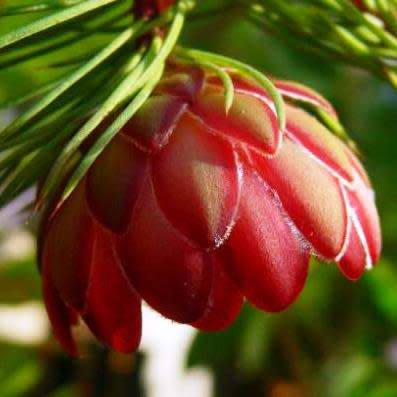 3 Protea nana Seeds - South African Indigenous Shrub - Combined Global Shipping
