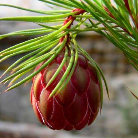 3 Protea nana Seeds - South African Indigenous Shrub - Combined Global Shipping