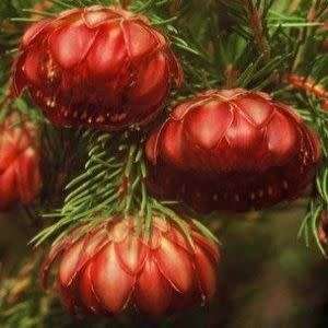 3 Protea nana Seeds - South African Indigenous Shrub - Combined Global Shipping