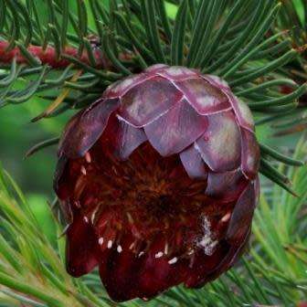 3 Protea nana Seeds - South African Indigenous Shrub - Combined Global Shipping