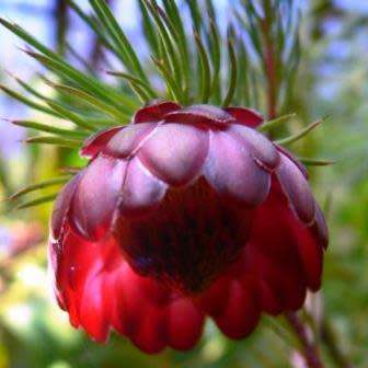 3 Protea nana Seeds - South African Indigenous Shrub - Combined Global Shipping