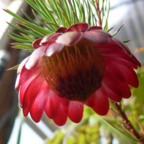 3 Protea nana Seeds - South African Indigenous Shrub - Combined Global Shipping
