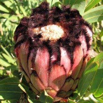 Protea neriifolia Seeds - Indigenous Endemic Cut Flower Fynbos Shrub - Global Shipping