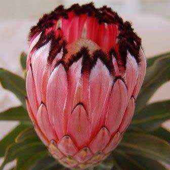 Protea neriifolia Seeds - Indigenous Endemic Cut Flower Fynbos Shrub - Global Shipping