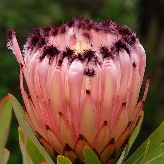 Protea neriifolia Seeds - Indigenous Endemic Cut Flower Fynbos Shrub - Global Shipping