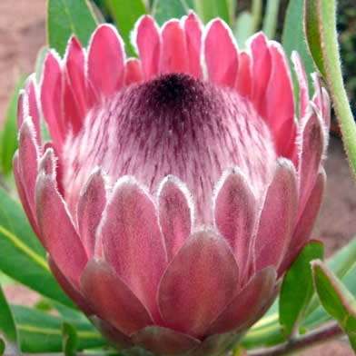 Protea neriifolia Seeds - Indigenous Endemic Cut Flower Fynbos Shrub - Global Shipping