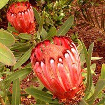 Protea neriifolia Seeds - Indigenous Endemic Cut Flower Fynbos Shrub - Global Shipping