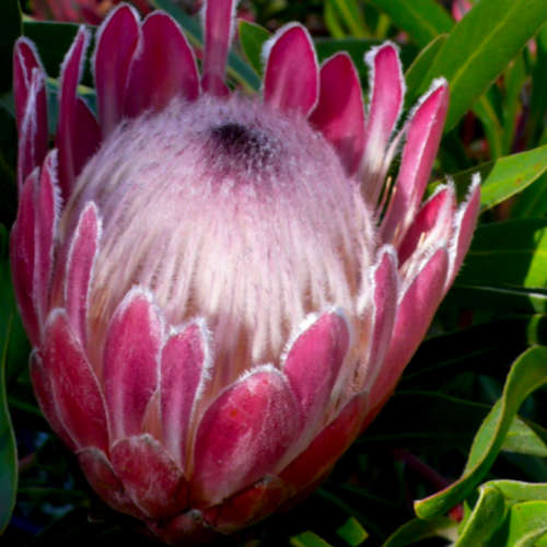 Protea neriifolia Seeds - Indigenous Endemic Cut Flower Fynbos Shrub - Global Shipping