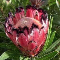 Protea neriifolia Seeds - Indigenous Endemic Cut Flower Fynbos Shrub - Global Shipping