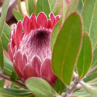 Protea neriifolia - 5 Seed Pack - Indigenous Endemic Cut Flower Fynbos Shrub - Global Shipping