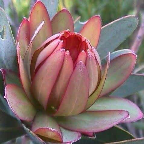 Protea nitida Seeds - Indigenous Endemic Cut Flower Fynbos Shrub Tree - Combined Global Shipping