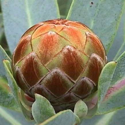 Protea nitida Seeds - Indigenous Endemic Cut Flower Fynbos Shrub Tree - Combined Global Shipping