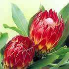 5 Protea obtusifolia Seeds - Indigenous Endemic Perennnial Cut Flower Fynbos Shrub