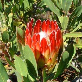 5 Protea obtusifolia Seeds - Indigenous Endemic Perennnial Cut Flower Fynbos Shrub