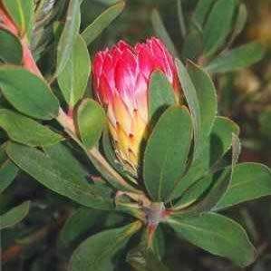 5 Protea obtusifolia Seeds - Indigenous Endemic Perennnial Cut Flower Fynbos Shrub