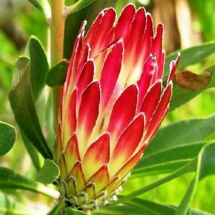 5 Protea obtusifolia Seeds - Indigenous Endemic Perennnial Cut Flower Fynbos Shrub
