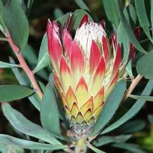 5 Protea obtusifolia Seeds - Indigenous Endemic Perennnial Cut Flower Fynbos Shrub
