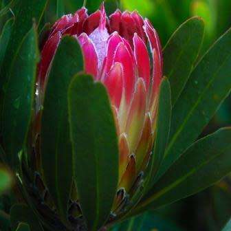 5 Protea obtusifolia Seeds - Indigenous Endemic Perennnial Cut Flower Fynbos Shrub