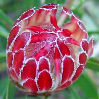5 Protea obtusifolia Seeds - Indigenous Endemic Perennnial Cut Flower Fynbos Shrub