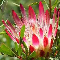Protea repens Red Seeds - Indigenous Endemic Perennial Cut Flower Fynbos Shrub