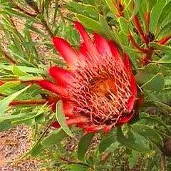 Protea repens Red Seeds - Indigenous Endemic Perennial Cut Flower Fynbos Shrub