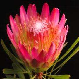 Protea repens Red Seeds - Indigenous Endemic Perennial Cut Flower Fynbos Shrub