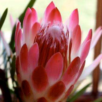 Protea repens Red Seeds - Indigenous Endemic Perennial Cut Flower Fynbos Shrub