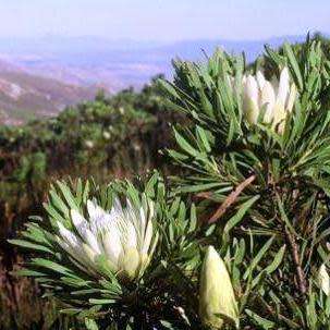 Protea repens White - 5 Seed Pack - Indigenous Endemic Cut Flower Fynbos Shrub