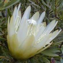 Protea repens White - 5 Seed Pack - Indigenous Endemic Cut Flower Fynbos Shrub