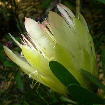 Protea repens White - 5 Seed Pack - Indigenous Endemic Cut Flower Fynbos Shrub
