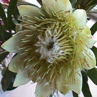 Protea repens White - 5 Seed Pack - Indigenous Endemic Cut Flower Fynbos Shrub