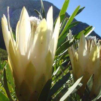 Protea repens White - 5 Seed Pack - Indigenous Endemic Cut Flower Fynbos Shrub