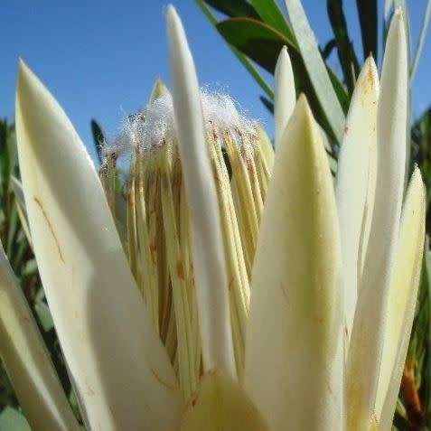 Protea repens White - 5 Seed Pack - Indigenous Endemic Cut Flower Fynbos Shrub