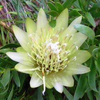Protea repens White - 5 Seed Pack - Indigenous Endemic Cut Flower Fynbos Shrub