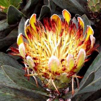Protea roupelliae - 5 Seed Pack - Indigenous Endemic Perennial Cut Flower Fynbos Shrub Tree