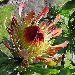 Protea roupelliae - 5 Seed Pack - Indigenous Endemic Perennial Cut Flower Fynbos Shrub Tree