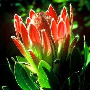 Protea roupelliae - 5 Seed Pack - Indigenous Endemic Perennial Cut Flower Fynbos Shrub Tree