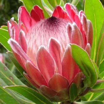 Protea roupelliae - 5 Seed Pack - Indigenous Endemic Perennial Cut Flower Fynbos Shrub Tree