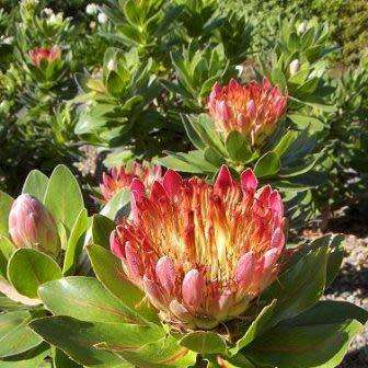 Protea roupelliae - 5 Seed Pack - Indigenous Endemic Perennial Cut Flower Fynbos Shrub Tree