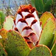 3 Protea speciosa Seeds - Brown-beard Sugarbush - Indigenous to South Africa + FREE SEEDS