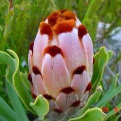 3 Protea speciosa Seeds - Brown-beard Sugarbush - Indigenous to South Africa + FREE SEEDS