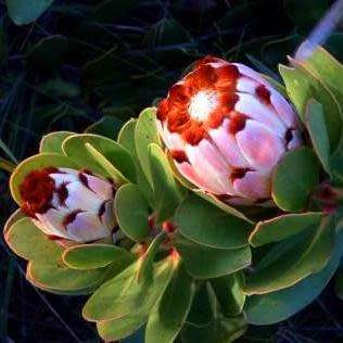 3 Protea speciosa Seeds - Brown-beard Sugarbush - Indigenous to South Africa + FREE SEEDS