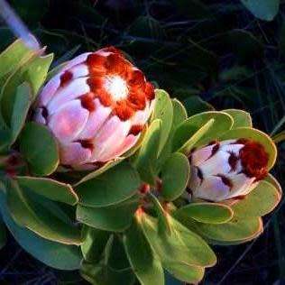 3 Protea speciosa Seeds - Brown-beard Sugarbush - Indigenous to South Africa + FREE SEEDS
