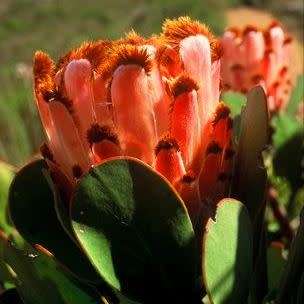 3 Protea speciosa Seeds - Brown-beard Sugarbush - Indigenous to South Africa + FREE SEEDS