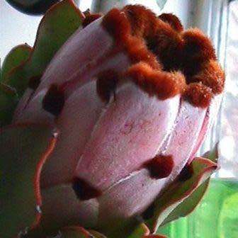 3 Protea speciosa Seeds - Brown-beard Sugarbush - Indigenous to South Africa + FREE SEEDS