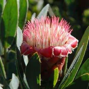 Protea subvestita - 5 Seed Pack - Indigenous Endemic Cut Flower Fynbos Shrub